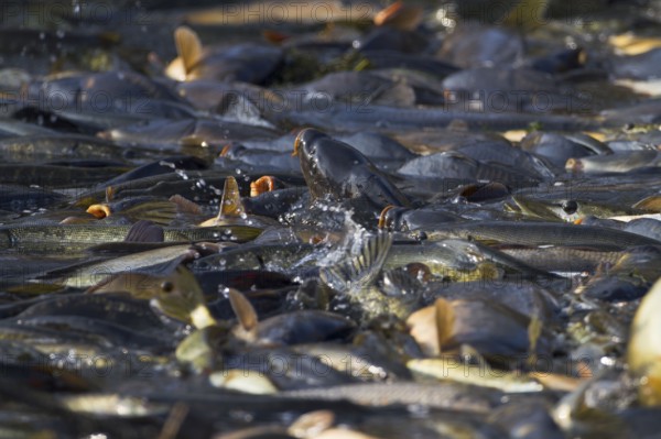 Common carp (Cyprinus carpio) in fishing net, during fishing of carp pond, Stradower Teiche, Vetschau, Spreewald, Brandenburg, Germany, Europe