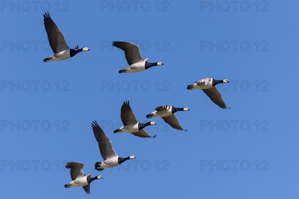 Barnacle geese (Branta leucopsis) Lower Saxony, Germany, Europe