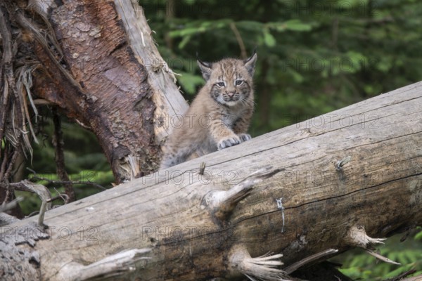 Baby Eurasian lynx (Lynx lynx) climbing on tree trunk, Wildpark Mautern, Styria, Austria, Europe