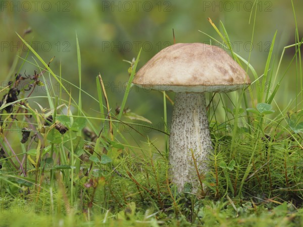 commonly known as the rough-stemmed bolete, scaber stalk, and birch bolete (Leccinum scabrum), is an edible mushroom in the family Boletaceae. Shot from Sweden