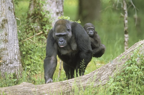 EAST WESTERN DEEPLAND GORILLA (gorilla gorilla) graueri, MOTHER CARRYING YOUNG ON HER BACK