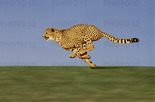 CHEETAH (acinonyx jubatus), Adult running through Savannah