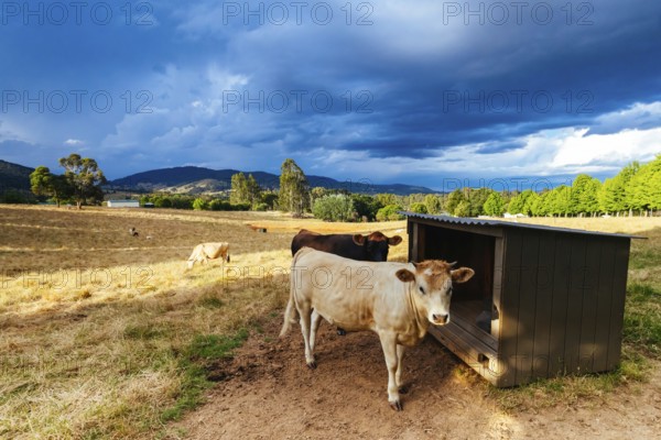 Farm landscape with cattle near sunset on a stormy afternoon in Yackandandah, Victoria, Australia, Oceania