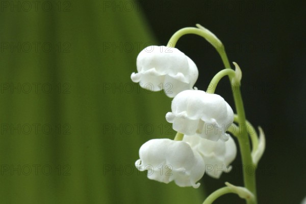 Lily of the Valley (convallaria majalis)