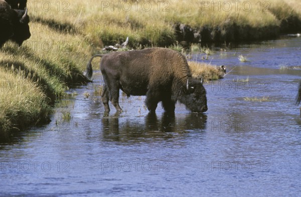 AMERICAN (BISON bison) bison, ADULT DRINKING IN RIVER, YELLOWSTONE PARK WYOMING