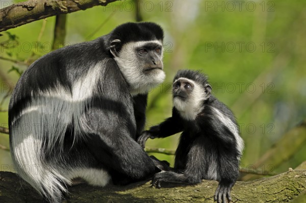Guereza (Colobus guereza), female with young, mantle monkey