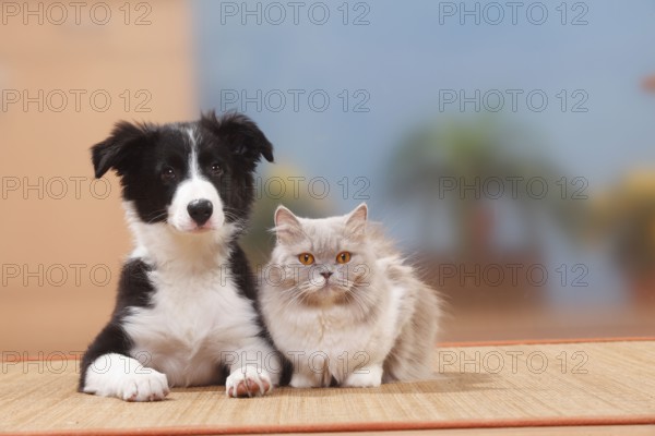 Border collie, puppy, 13 weeks, and British longhair, lilac-white, British longhair cat, Highlander, Lowlander, Britanica, BLH