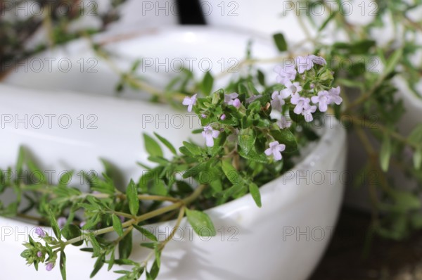 Broad-leaved thyme (Thymus pulegioides), mortar