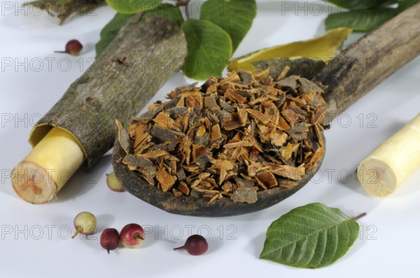 Alder buckthorn (Rhamnus frangula) Saprophyte bark, buckthorn (Rhamnaceae)