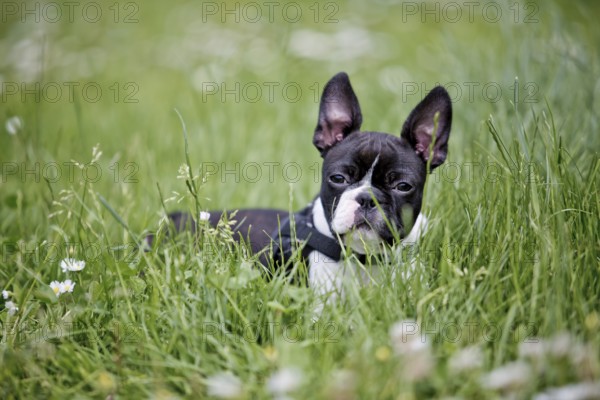 Cute Playful young Boston Terrier Puppy in the Grass in Summer