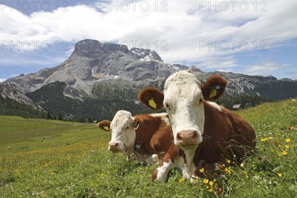 Cow