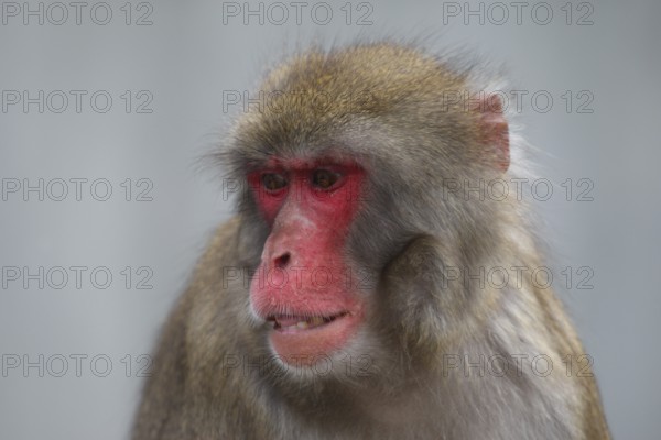 Japanese macaque (Macaca fuscata), snow monkey, japanese macaque Japanese macaque