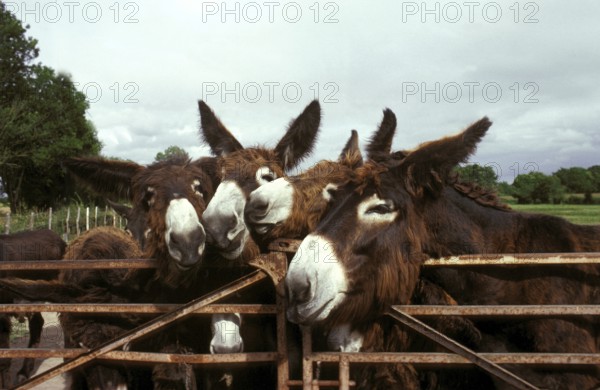 Poitou donkey or Baudet du Poitou, a French breed, group at Paddock's Door
