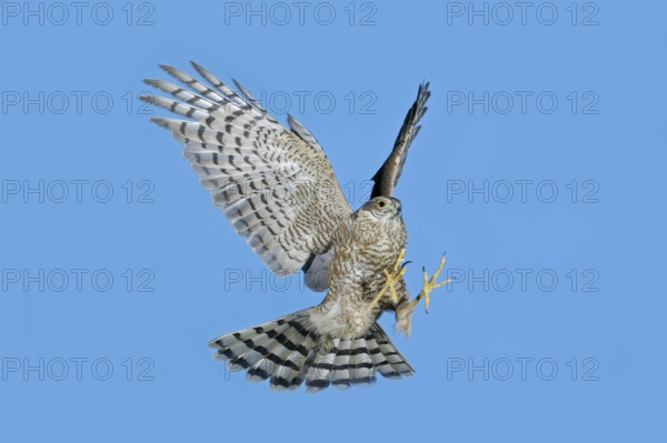 Eurasian sparrowhawk (accipiter nisus), adult in flight against blue sky