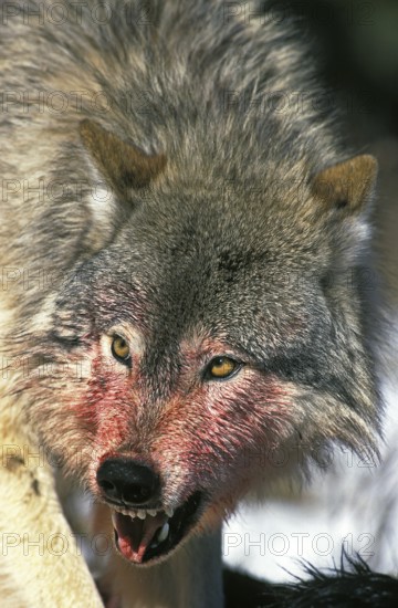 North American mackenzie valley wolf (canis lupus occidentalis), bloody portrait of an adult growler, on a kill, Canada, North America