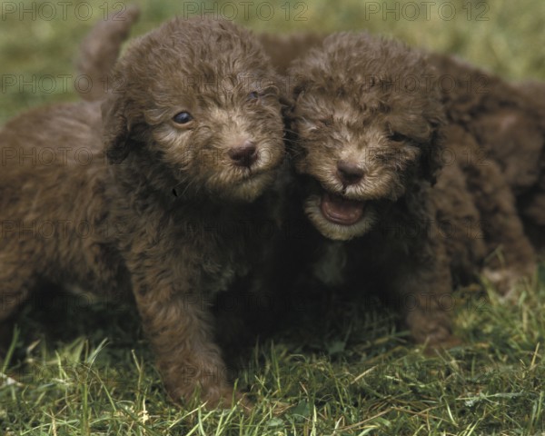 Bedlington Terrier, puppy on grass