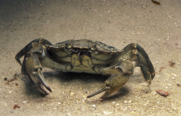European Shore Crab (carcinus maenas), Adult
