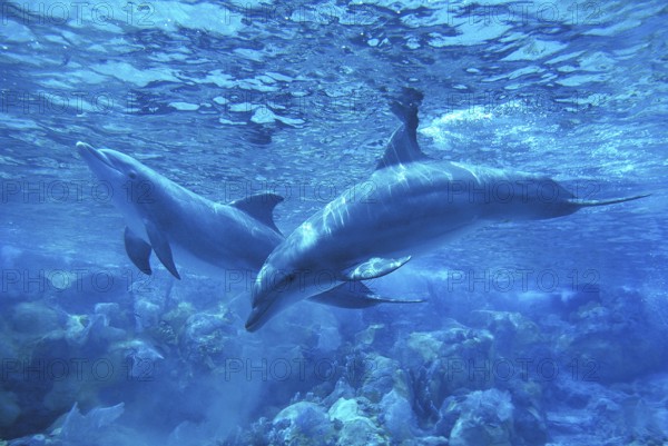 Bottlenose Dolphin (tursiops truncatus)