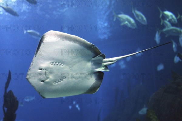 RAY, UNDERSIDE VIEW