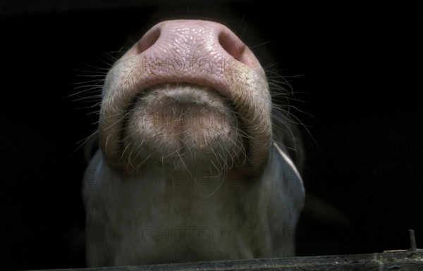Muffle of Calf