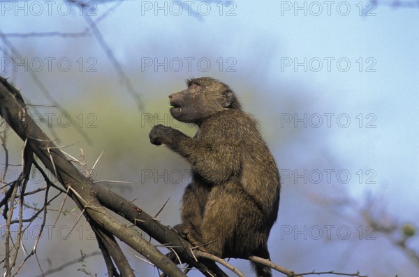 Olive Baboon (papio anubis), Adult standing in Acacia Tree, Masai Mara Park in Kenya
