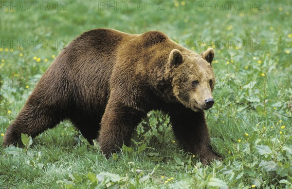 Brown Bear (ursus arctos)