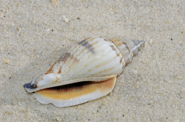 Sea snail, snail shell (Strombus urceus)