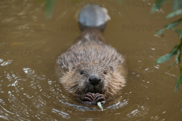 European beaver (Castor fiber), juvenile, Rosenheim, Bavaria, Germany, Europe