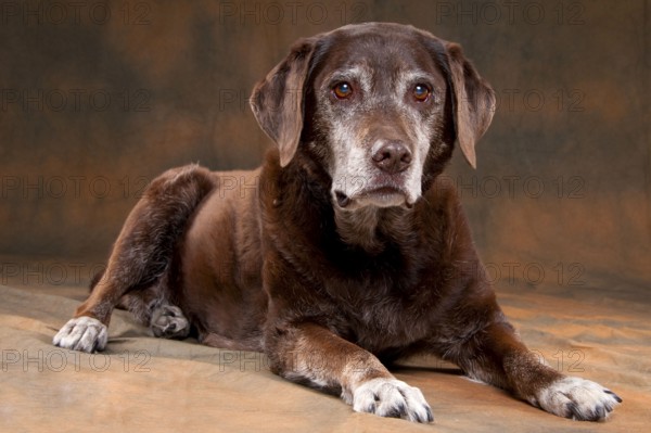 Brown, old dog, optional