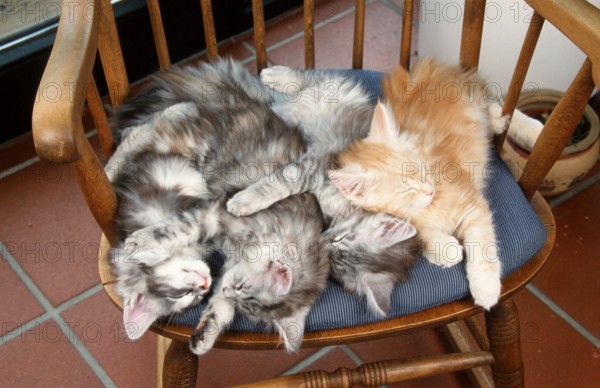 Maine Coon cats, kittens, sleeping on chair, Maine Coon cat