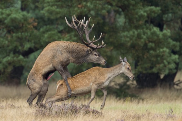 Red deer (Cervus elaphus) Hoge Veluwe National Park, Province of Gelderland, Netherlands