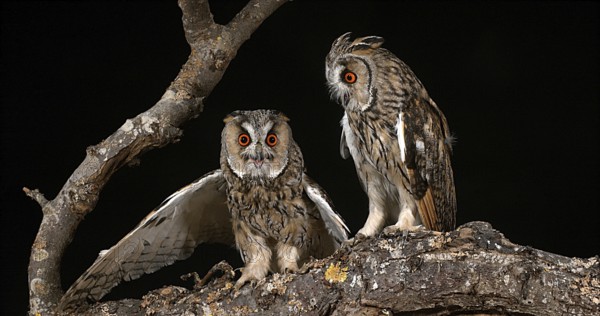 Long Eared Owl (asio otus), Adults, Pair, Normandy in France
