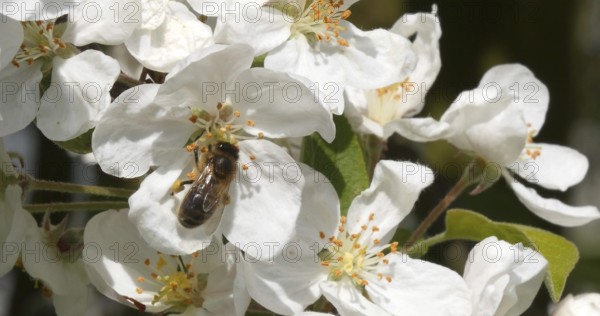 |European Honey Bee (apis mellifera), Bee foraging a Apple Tree Flower, Pollination Act, Normandy