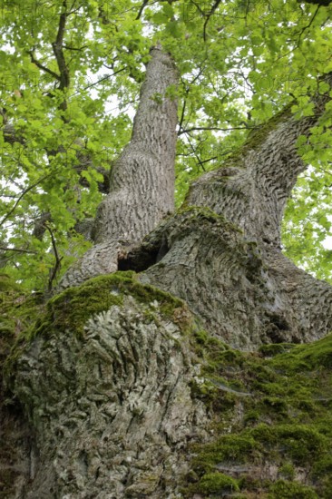 Natural Monument Wide Oak, Oak, Schwäbisch Hall, Heilbronn-Franken, Hohenlohe, Baden-Württemberg, Germany, Europe