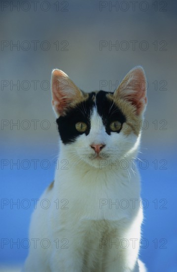 Young kitten, Symi, Greece, Europe