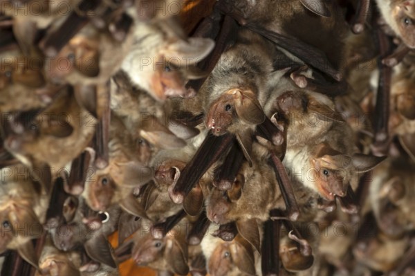 Greater mouse-eared bat (Myotis myotis) Nursery in the attic of a church, Thuringia, Germany, Europe
