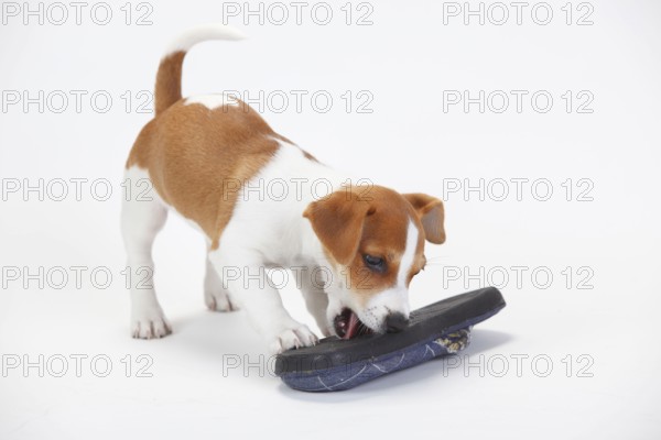 Jack Russell Terrier, Puppy, 9 weeks, Bitch, Slipper
