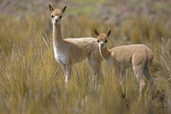 Vicuña (vicugna vicugna), female with young, Pampas Galeras Reserve in Peru