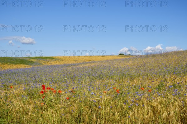Flower strips in the cornfield