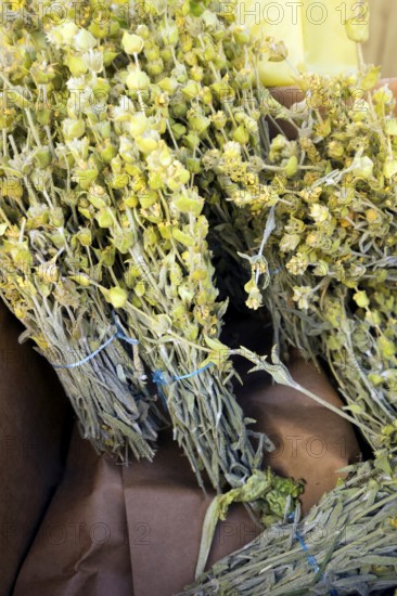 Bundled for sale, Albanian ironwort (Sideritis), Saranda, Albania, Europe