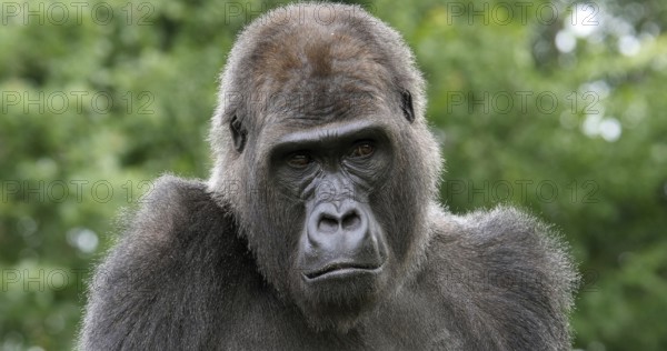 Eastern Lowland Gorilla (gorilla gorilla) graueri, Portrait of Female