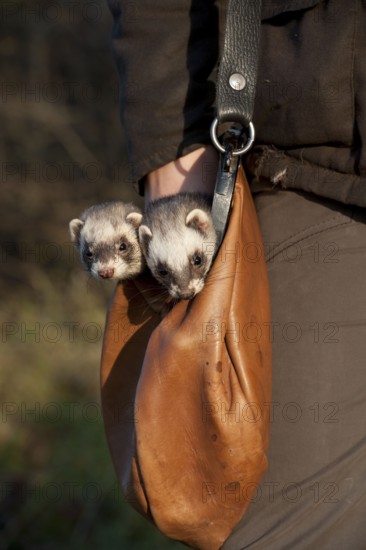 Polecat fat, in hunter's bag (Mustela putorius forma domestica), hunting