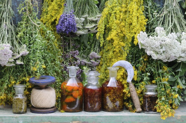Herbs hung up to dry, St. John's wort, yarrow, mint, lemon balm, bedstraw (Hypericum perforatum) (Achillea millefolium) (Galium verum)