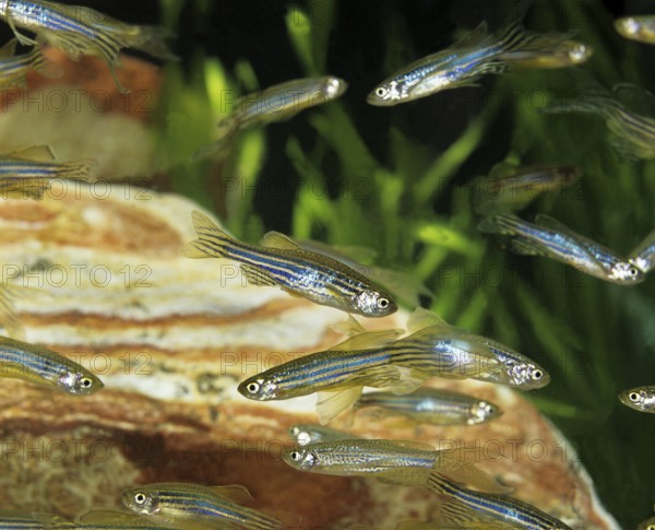 Zebrafish (brachydanio rerio) (Brachydanio rerio), Zebrafish, Animals, Other animals, Fishes, Carp-like, Carpfishes, Long-Finned Zebra Fish