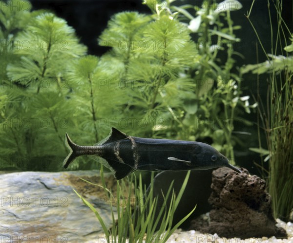 Gnathonemus brevicaudatus, Mormyrus petersii, Peters' elephantnose fish (gnathonemus petersii), Peters' elephantnose fish, Other Animals, Fish, Animals, Bone Tongues, Elephant Nose Fish