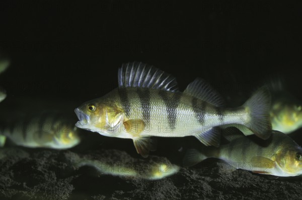 European Perch (perca fluviatilis), Adults