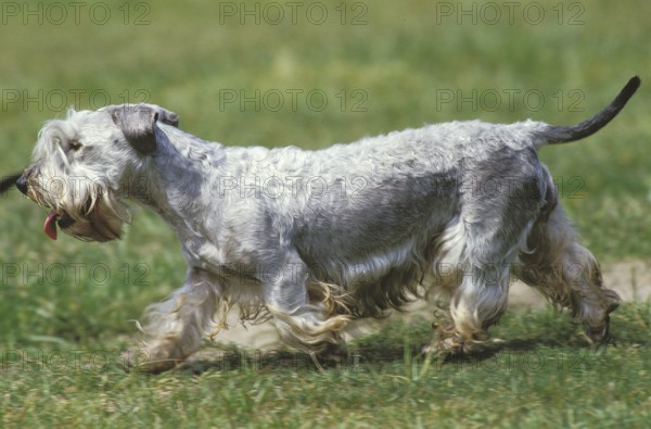 Cesky dog running on grass