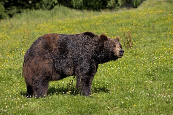 BROWN BEAR (ursus arctos), ADULT STANDING ON GRASS
