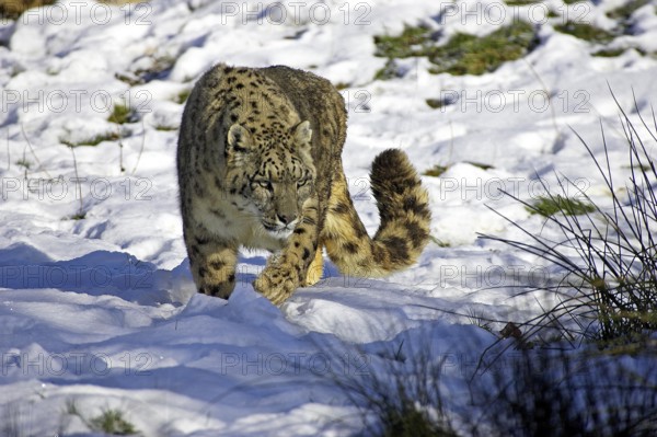 Snow Leopard or Ounce, uncia uncia, Adult standing on Snow