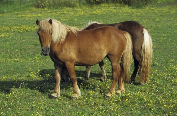 Shteland Pony, Horses in Meadow